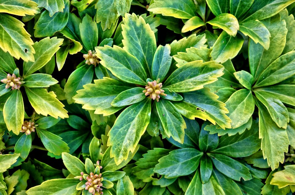Cover plant garden green