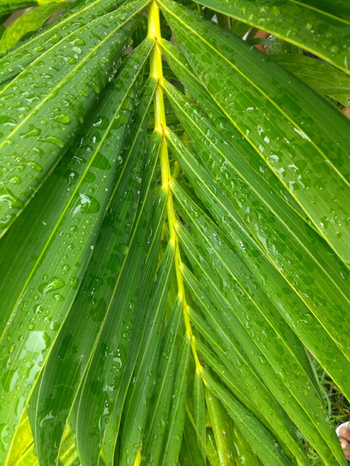 Nature grass palm