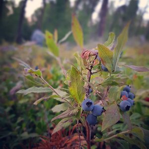 Blueberry bush berry picking nature photo