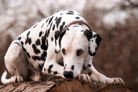 Portrait cute dalmatians