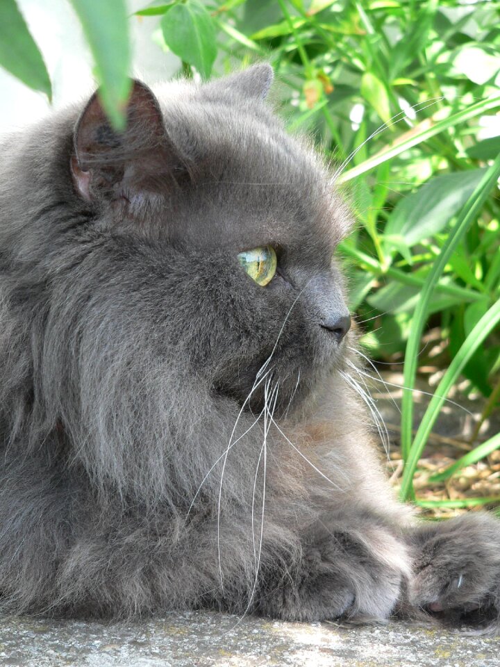 Portrait of course animal