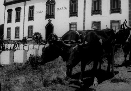 Villa Maria, início do Séc. XX, carro de bois, ilha Terceira, Arquivo de Villa Maria, Angra do Heroísmo, Açores