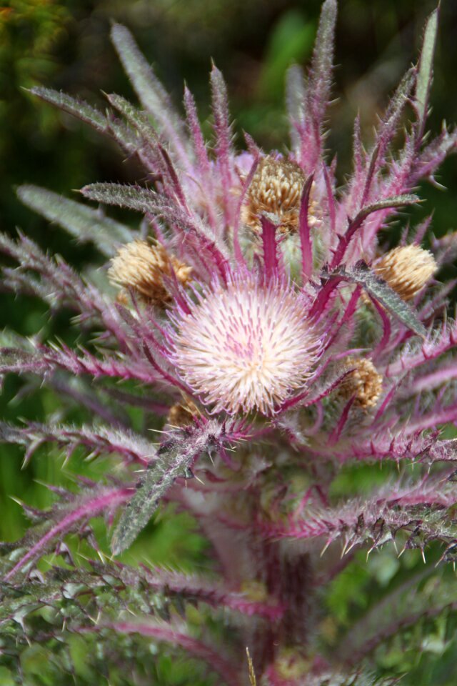 Flower yellowstone thistle