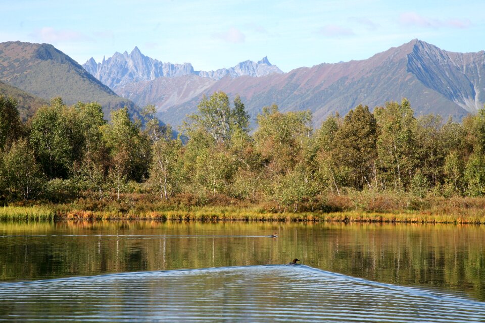 Reflection mountain forest