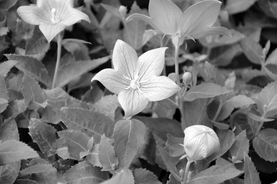 Garden plant green