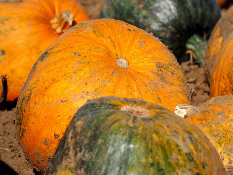 Orange autumn halloween