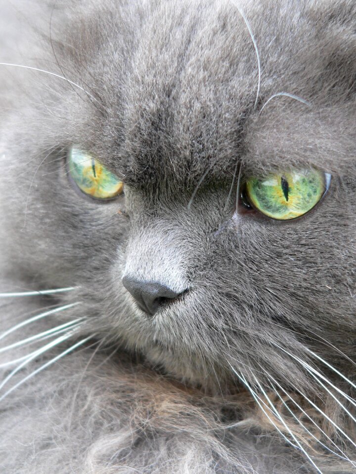 Portrait of course animal