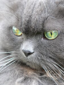 Portrait of course animal