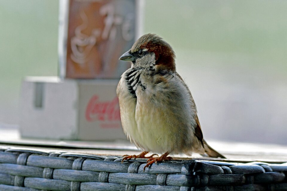 The commander sperling bird