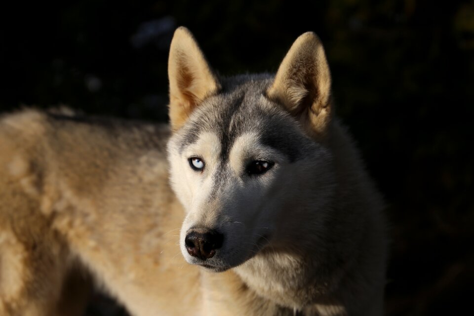 Animals dog sled husky