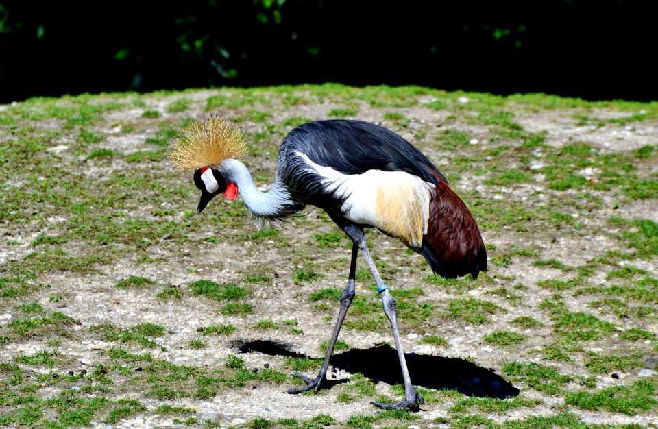 Animal zoo tierpark hellabrunn photo