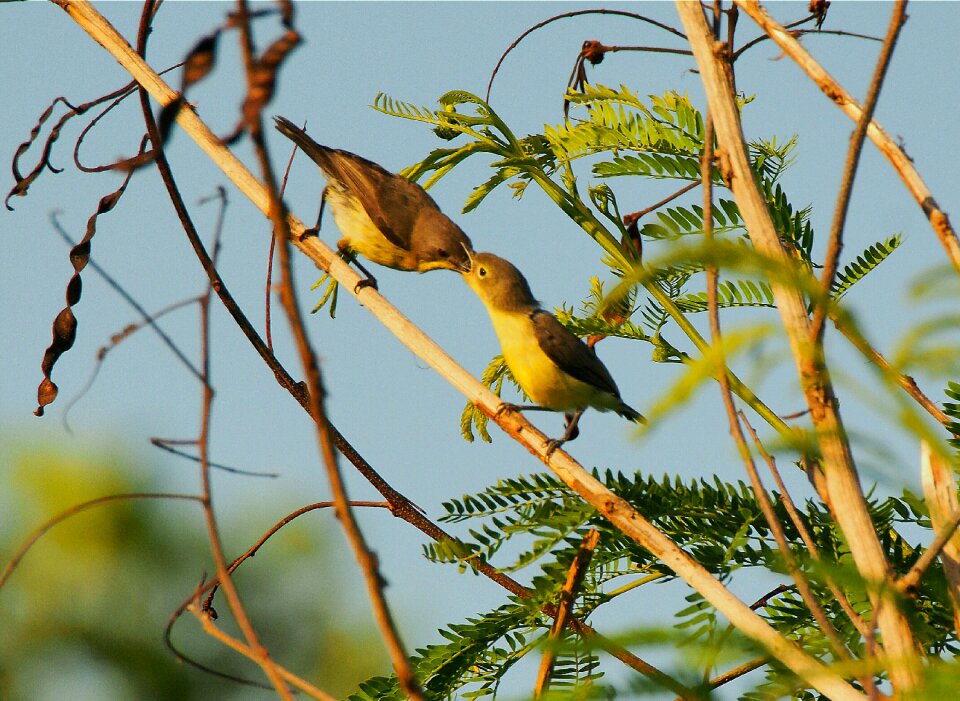 Nature animal outdoors