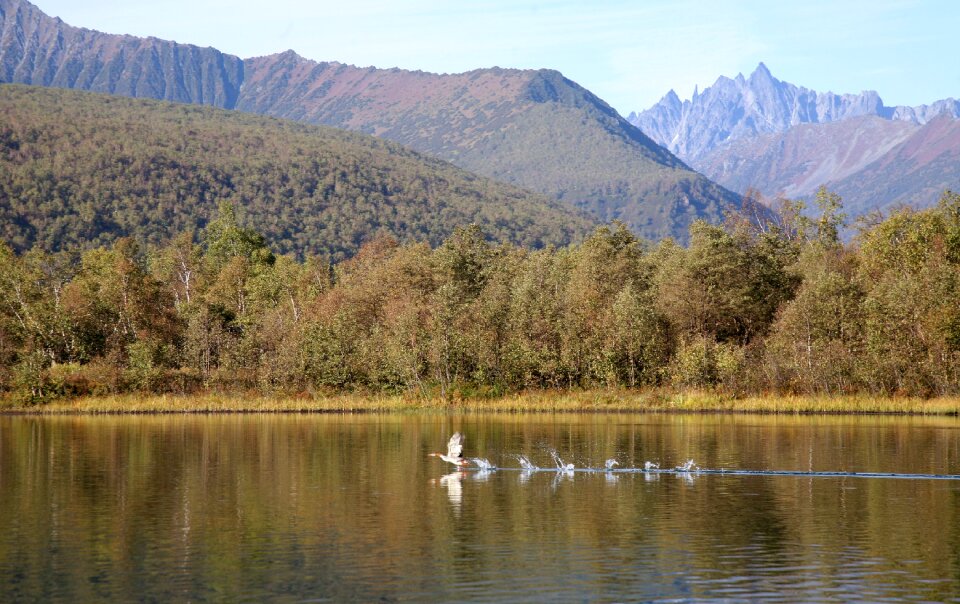 Reflection mountain forest