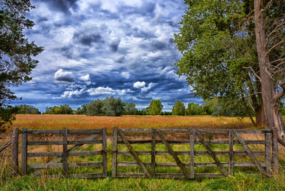 Tree landscape gate