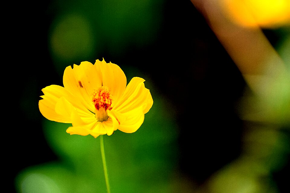 Plant floral spring
