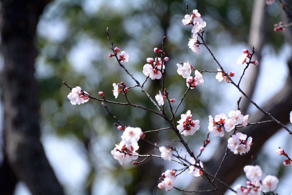 Branch cherry wood season