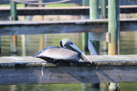 Pelican florida bird