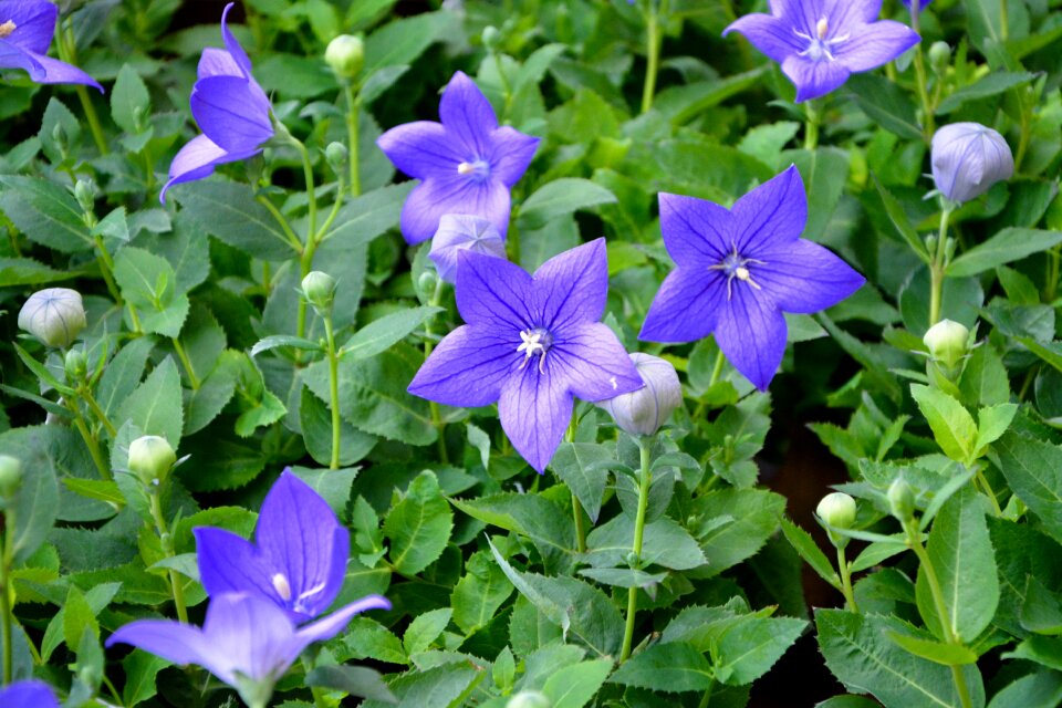 Flowered green leaves garden solid