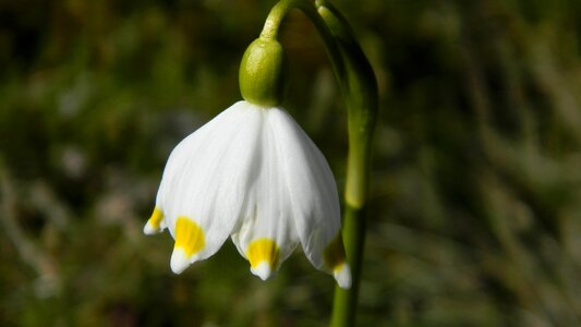 Plant meadow spring