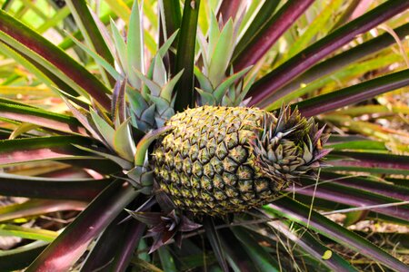 Pineapple mato grosso brazil