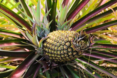 Pineapple mato grosso brazil photo