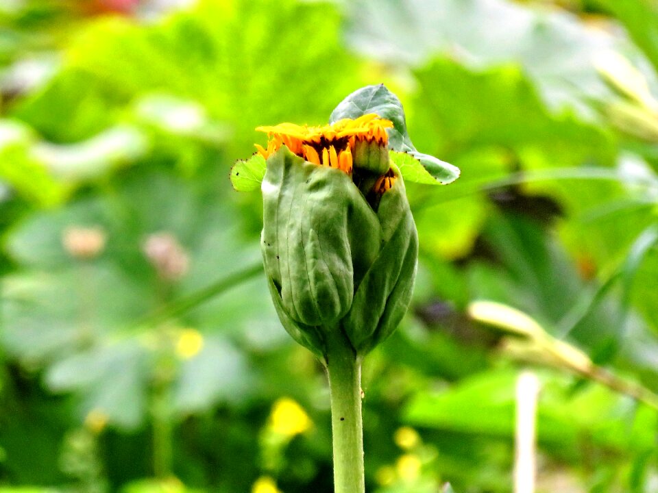 Sunflower in front of the blossom yellow flower