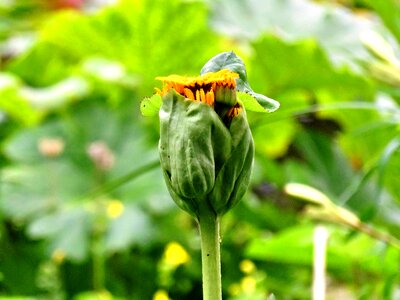 Sunflower in front of the blossom yellow flower