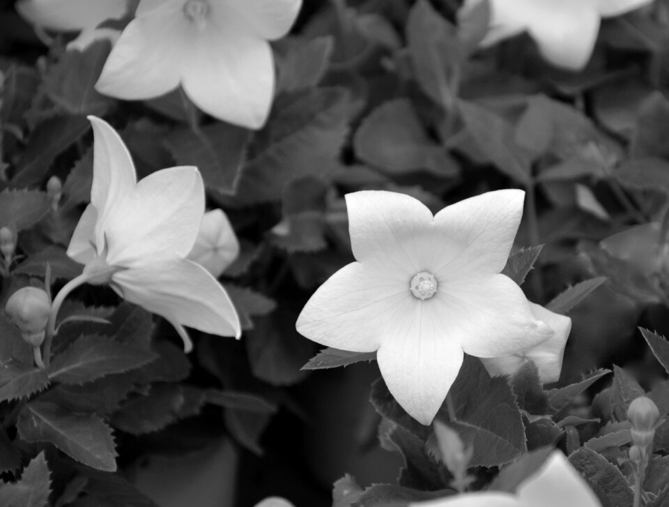 White flower photo black white plant