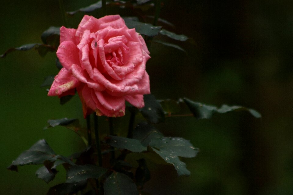 Plant flower rose garden