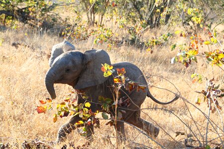 Baby elephant animal wild animal photo