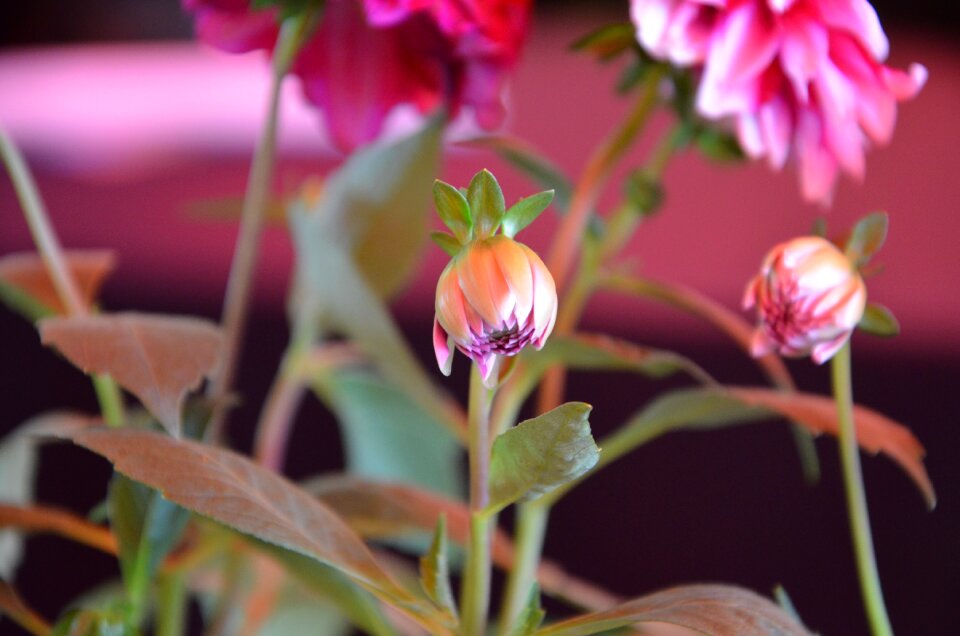 Rosa flower nature