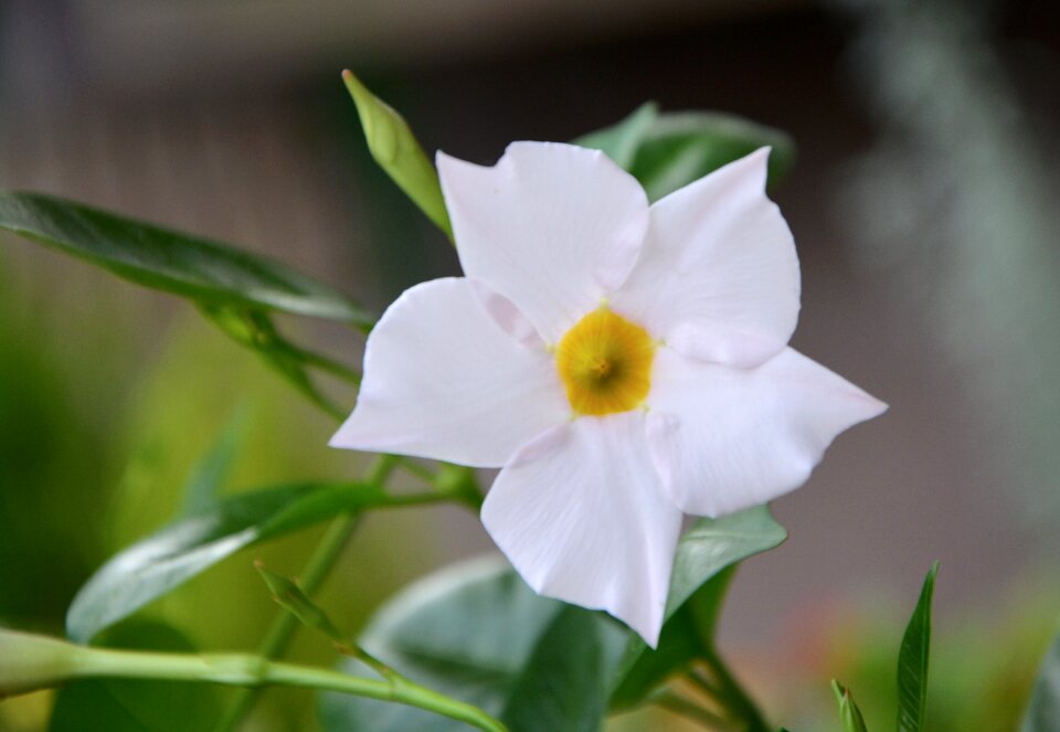 Nature plant garden