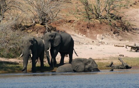 Elephants crossing river africa brown cross