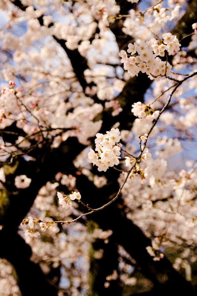 Branch season flower