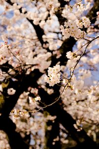 Branch season flower