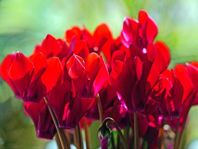 Bred nursery plant