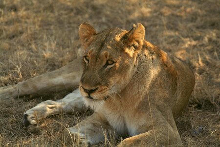 Wild animal africa lion photo