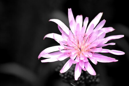 Closeup blooms beauty
