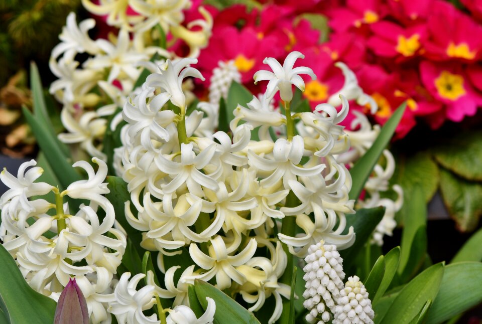 Asparagus plant flower plant