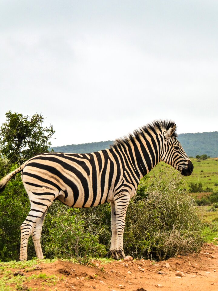 Wild animal animal safari