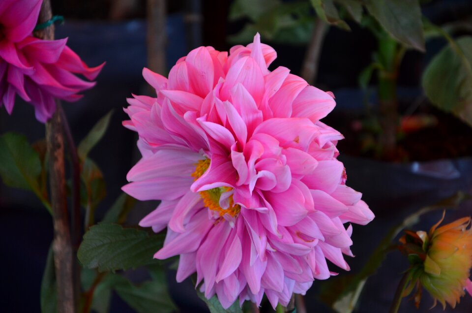 Rosa flower spring