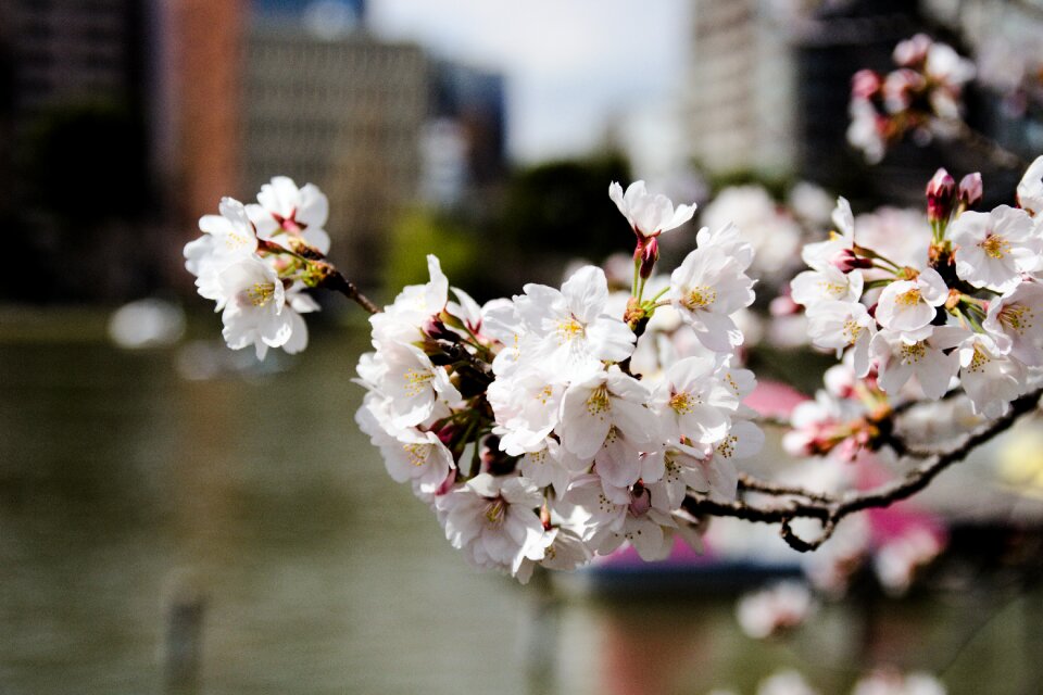 Tree nature flora