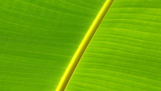 Petiolus green leaf