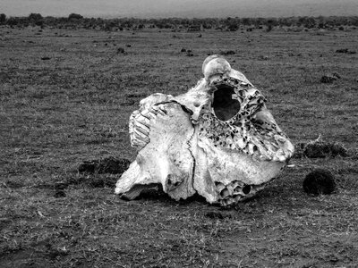 Skeleton skull and crossbones black and white photo