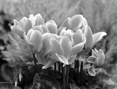 Garden flowering plant offer