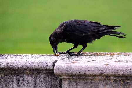 Animal raven wall