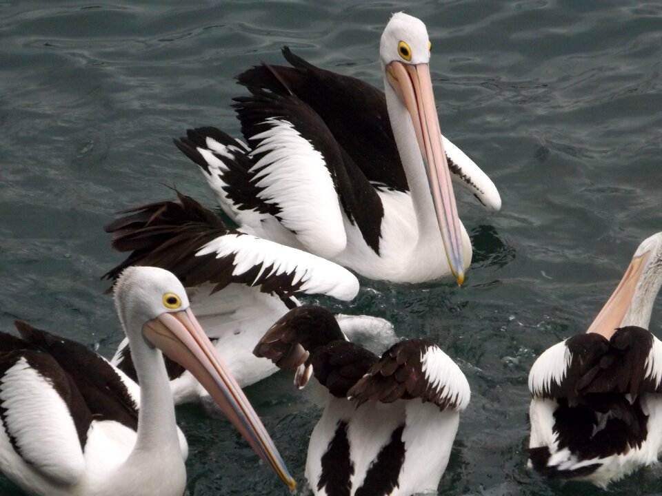 Pelican feather animal