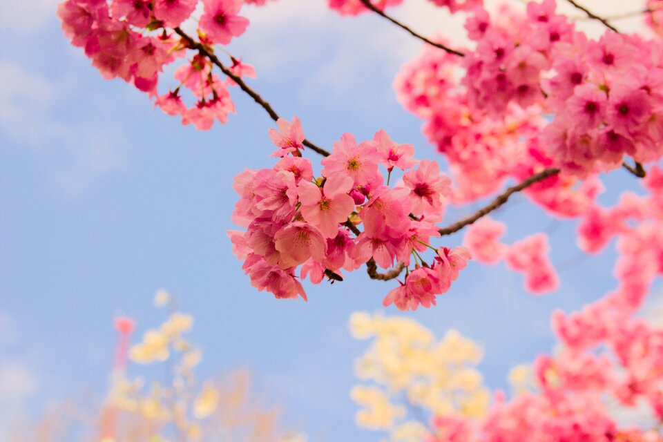 Flora season cherry
