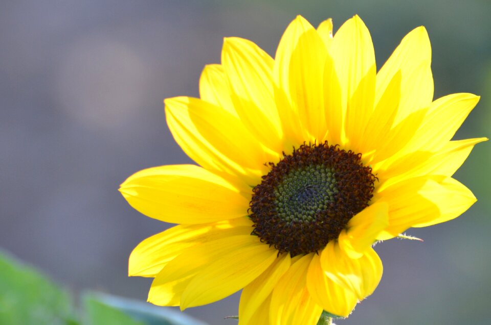 Nature yellow summer