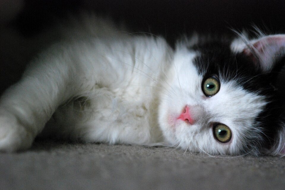 Pet gray cat gray pets